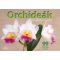 Orchideák - Dr. Folko Kullmann