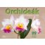 Orchideák - Dr. Folko Kullmann