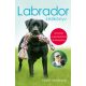 Labrador kézikönyv - Útmutató a gondozáshoz és képzéshez (Pippa Mattinson)