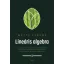 Lineáris algebra - Wettl Ferenc