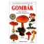 Gombák - Thomas Laessoe